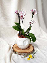 orquidea-phalaenopsis-regalo-maceta-ceramica-buho-regalos-para-mujer-regalos-de-cumpleanos-habibi-plantitas.jpg